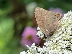 Satyrium calanus