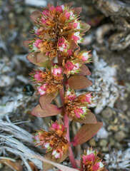 Euphorbia densiflora