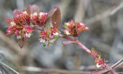 Euphorbia densiflora