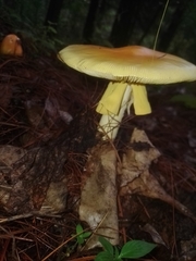 Amanita basii