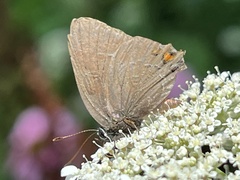 Satyrium calanus