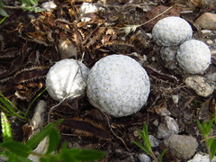 Mammillaria herrerae