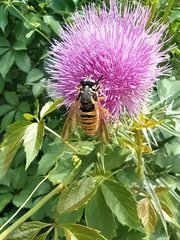 Temnostoma vespiforme