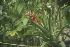Aechmea chantinii
