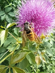 Temnostoma vespiforme