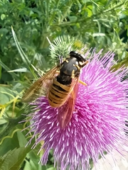 Temnostoma vespiforme