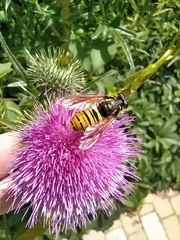 Temnostoma vespiforme