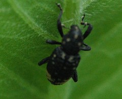 Tyloderma foveolatum