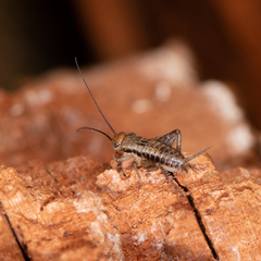 Allonemobius maculatus