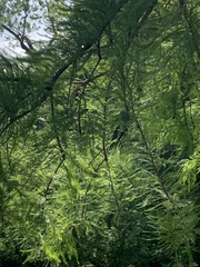 Taxodium distichum