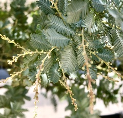 Acacia