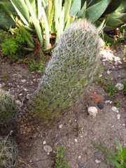 Thelocactus hastifer