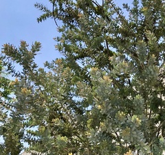 Acacia