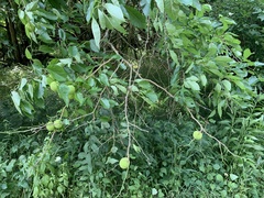 Maclura pomifera