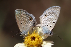 Hemiargus hanno