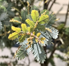 Acacia