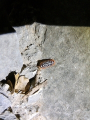 Armadillidium klugii