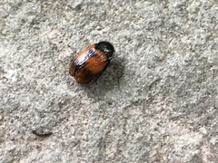 Cryptocephalus notatus