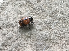 Cryptocephalus notatus