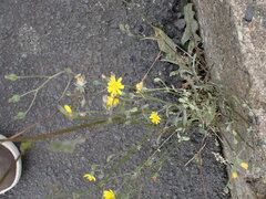 Podosphaera erigerontis-canadensis