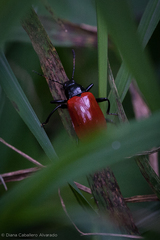 Strongylium hoepfneri