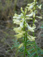Astragalus sheldonii