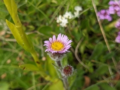 Erigeron uniflorus