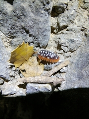 Armadillidium klugii