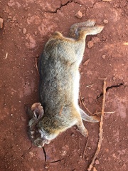 Sylvilagus brasiliensis