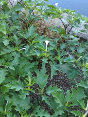 Datura stramonium
