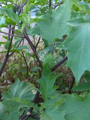 Datura stramonium