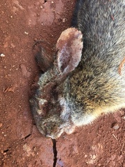 Sylvilagus brasiliensis