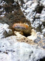 Armadillidium klugii