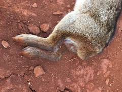 Sylvilagus brasiliensis
