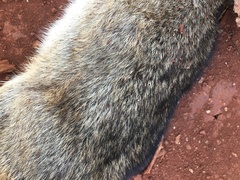 Sylvilagus brasiliensis