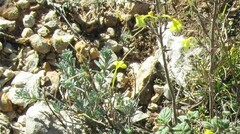 Odontites longiflorus