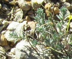 Alyssum montanum