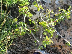 Rhamnus saxatilis