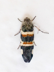 Spragueia funeralis