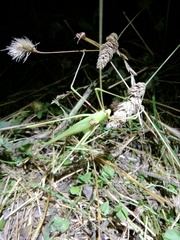 Acrometopa macropoda