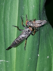 Neoitamus orphne