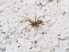 Lepthyphantes leprosus