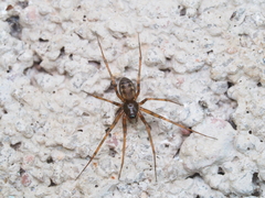 Lepthyphantes leprosus