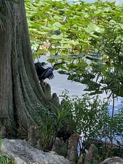 Anhinga anhinga