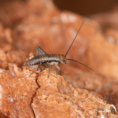 Allonemobius maculatus