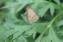 Mestra hersilia