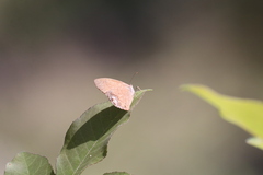Cyllopsis pertepida