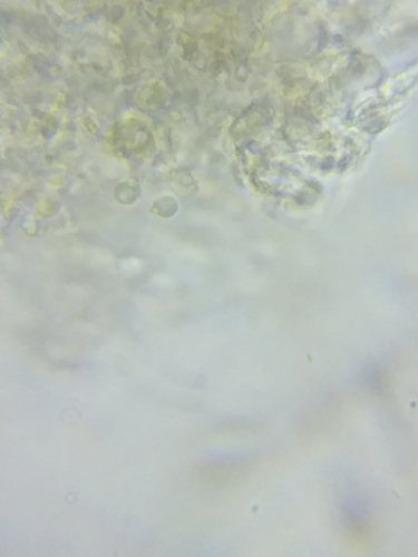 Xenasmatella vaga image