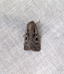 Euxoa divergens