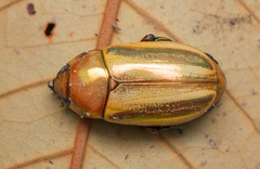 Pelidnota testaceovirens